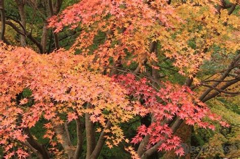 楓|楓（カエデ）に花は咲く？その花言葉や開花時期は？。